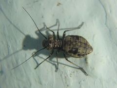 Mesopsocidae