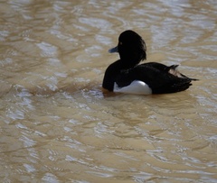 Aythya fuligula