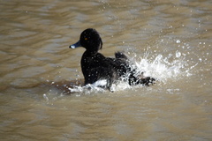 Aythya fuligula