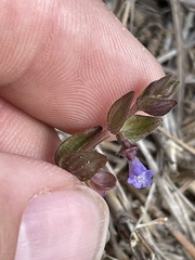 Scutellaria parvula australis
