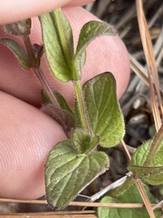 Scutellaria parvula australis