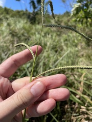 Paspalum millegranum