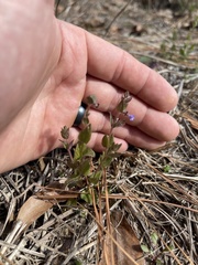 Scutellaria parvula australis