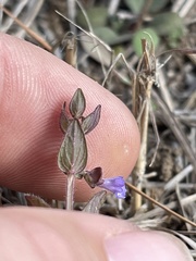Scutellaria parvula australis