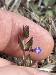 Scutellaria parvula australis