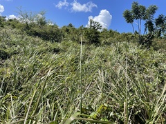 Paspalum millegranum