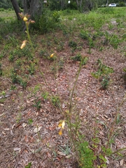 Chapmannia floridana