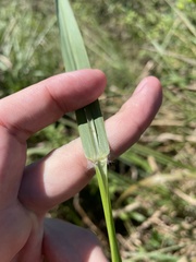 Paspalum millegranum