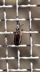 Microrhopala rubrolineata