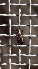 Microrhopala rubrolineata