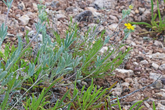 Potentilla effusa