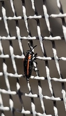 Microrhopala rubrolineata