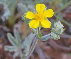 Potentilla effusa