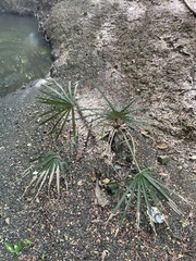 Coccothrinax alta
