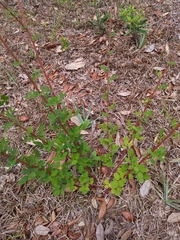 Chapmannia floridana