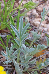 Potentilla effusa