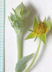 Potentilla effusa