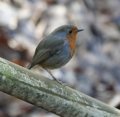 Erithacus rubecula