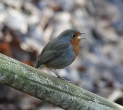 Erithacus rubecula