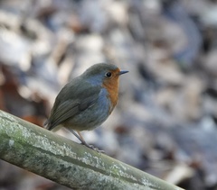Erithacus rubecula