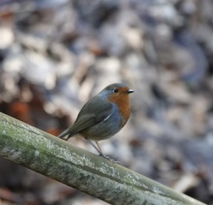 Erithacus rubecula