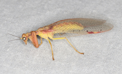 Ditaxis meridiei
