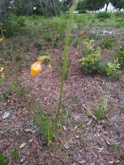 Chapmannia floridana