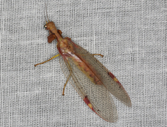 Ditaxis meridiei