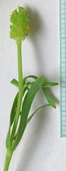 Ranunculus inamoenus inamoenus