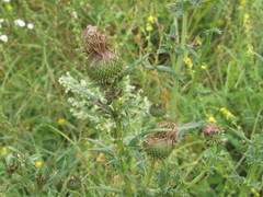 Cirsium ukranicum