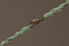 Stenotus transvaalensis