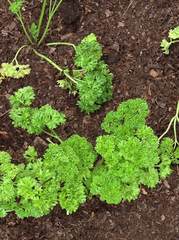 Petroselinum crispum