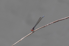 Pseudagrion sublacteum