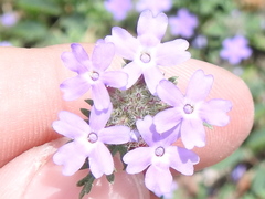 Glandularia polyantha