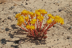 Sedum lanceolatum lanceolatum