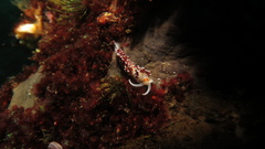 Cratena capensis image