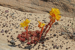 Sedum lanceolatum lanceolatum