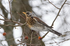 Turdus pilaris