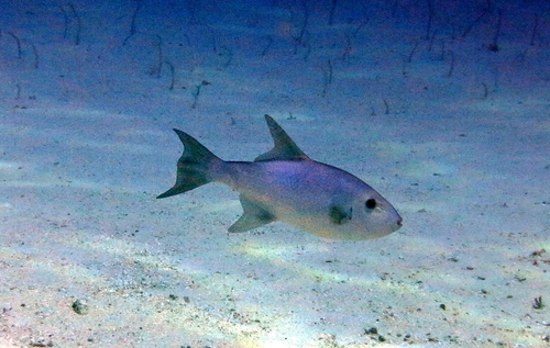 Canthidermis macrolepis