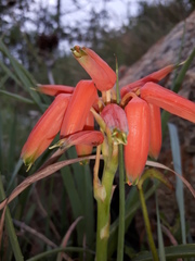 Aloe verecunda