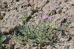 Stephanomeria runcinata