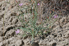 Stephanomeria runcinata