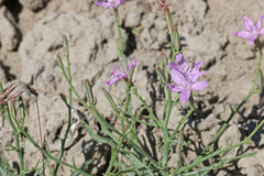 Stephanomeria runcinata