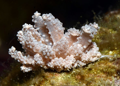 Phyllodesmium tuberculatum