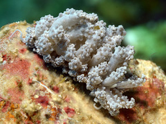 Phyllodesmium tuberculatum
