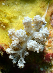 Phyllodesmium tuberculatum