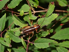 Hemiandrus maia
