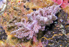 Phyllodesmium tuberculatum