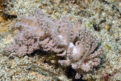 Phyllodesmium tuberculatum