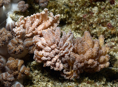 Phyllodesmium tuberculatum